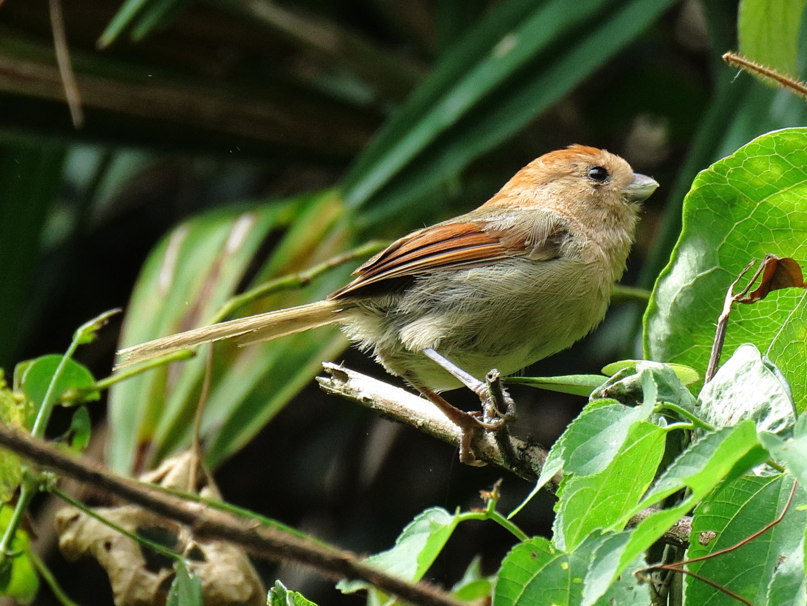 image Vinous-throated Parrotbill